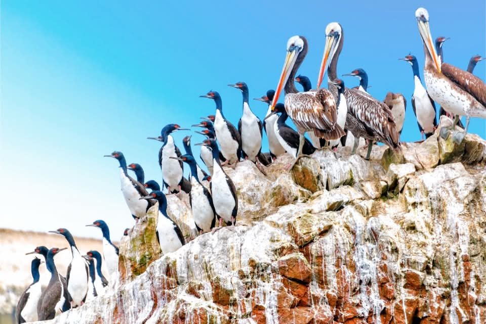 Aves en las Islas Ballestas