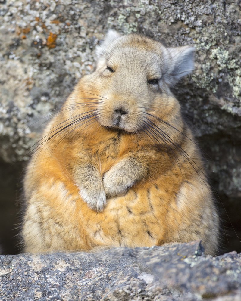 ¿Qué Hacer en tu Visita a la Nueva Montaña de Palcoyo este 2025? Disfruta de la flora y Fauna Vizcacha en roquedal 
