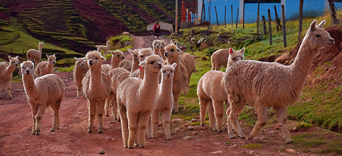 Llamas en la montaña de los siete colores de Cusco