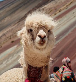 Tour a la montaña de 7 Colores desde el Valle Sagrado de los Incas.
