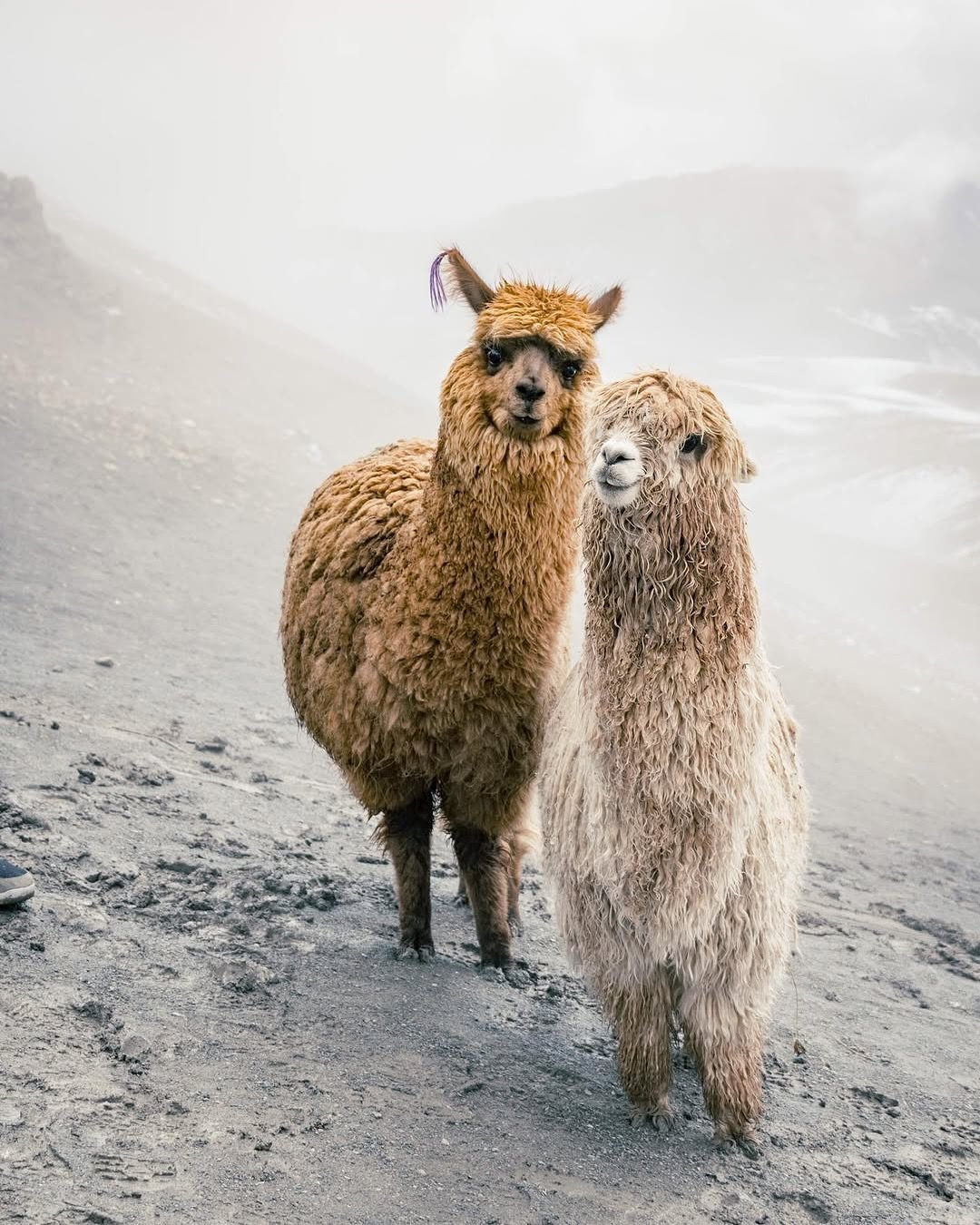 VInicunca, Montanha Colorida Peru